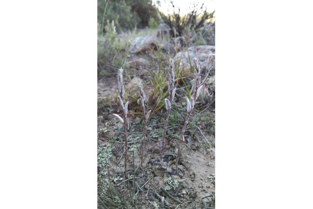 Cooper's harige haworthia