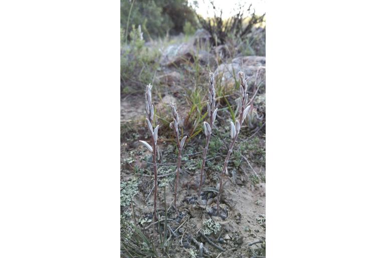 Haworthia cooperi var pilifera 15033