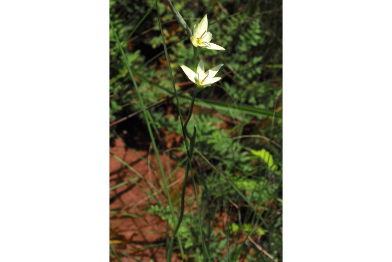 Hesperantha lactea&nbsp;15037