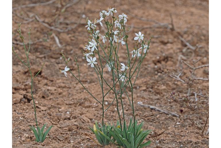Chlorophytum crispum&nbsp;15040