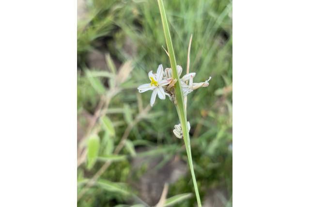 Cyperaceae-achtig graslelie