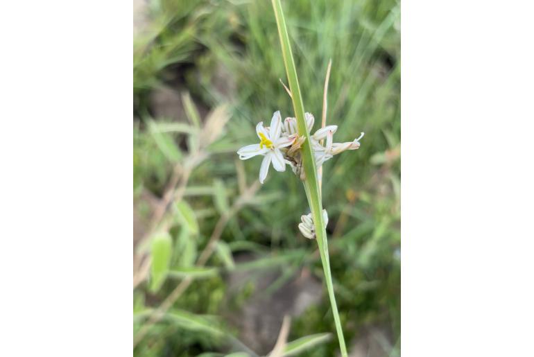 Chlorophytum cyperaceum&nbsp;15044