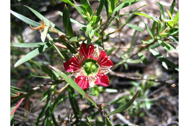 Spectaculaire theeplant