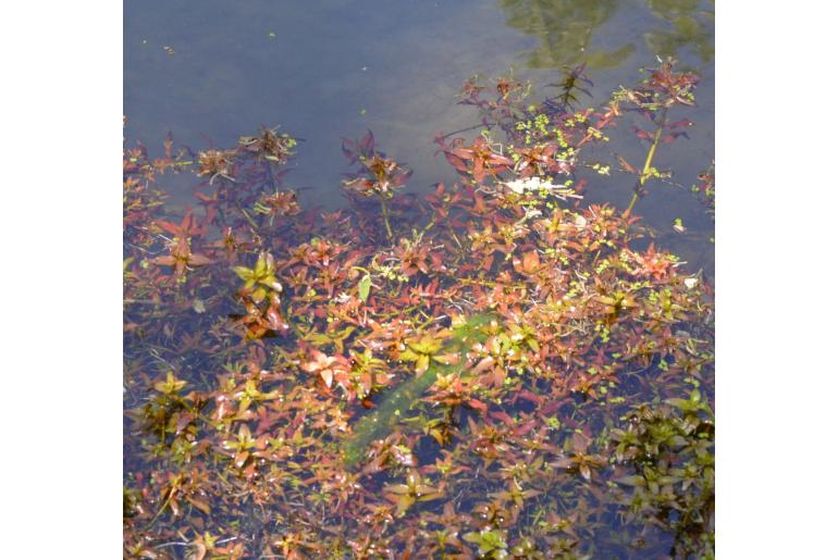 Ludwigia palustris -15053