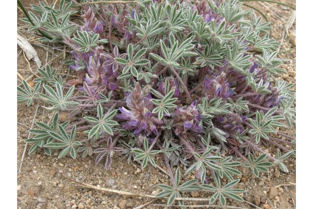 Gekuifde lupine