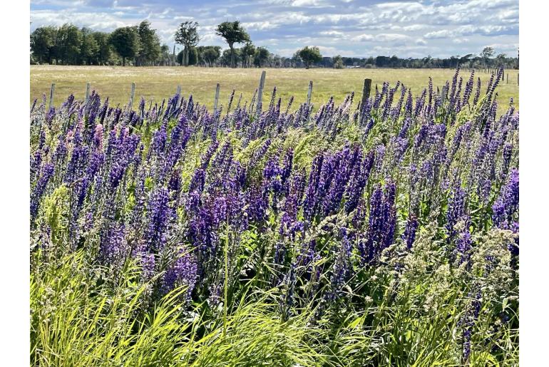Lupinus polyphyllus 15055