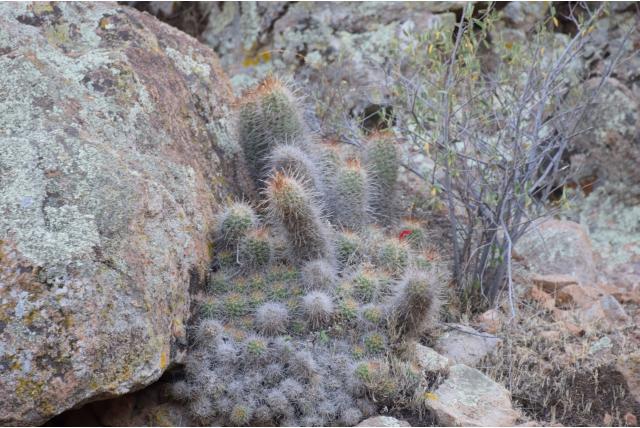 Borstelachtige tepelcactus
