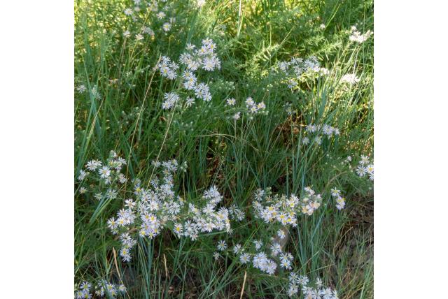 Witte heideaster