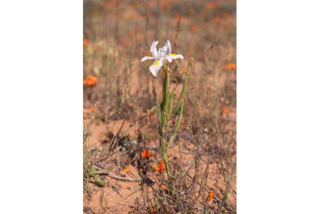 Draadachtige meeldraad moraea