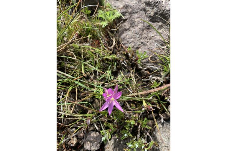 Hesperantha leucantha&nbsp;15074