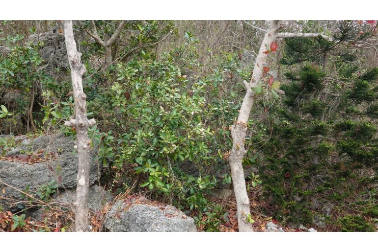 Calophyllum inophyllum -15083