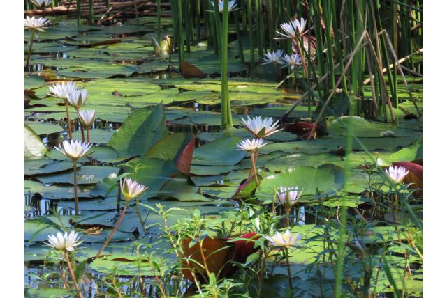 Nouchal's lotus