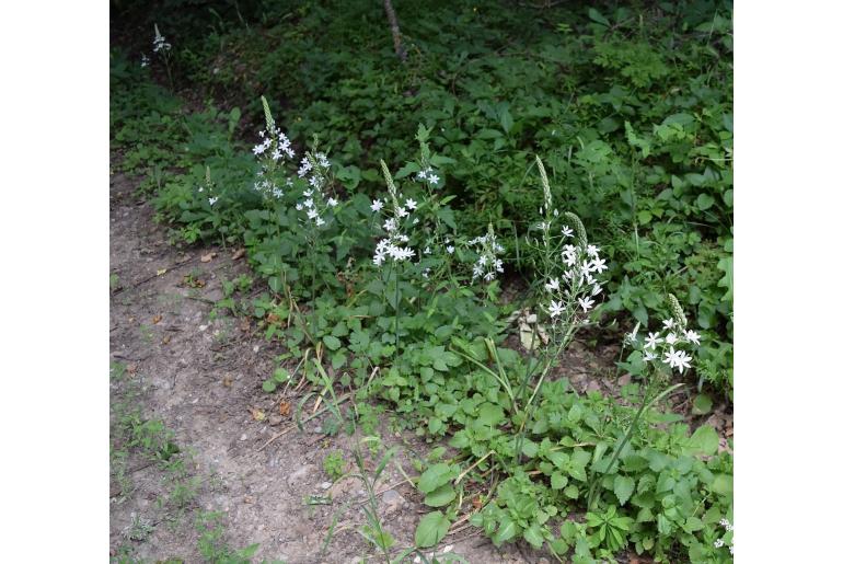 Ornithogalum ponticum 15088
