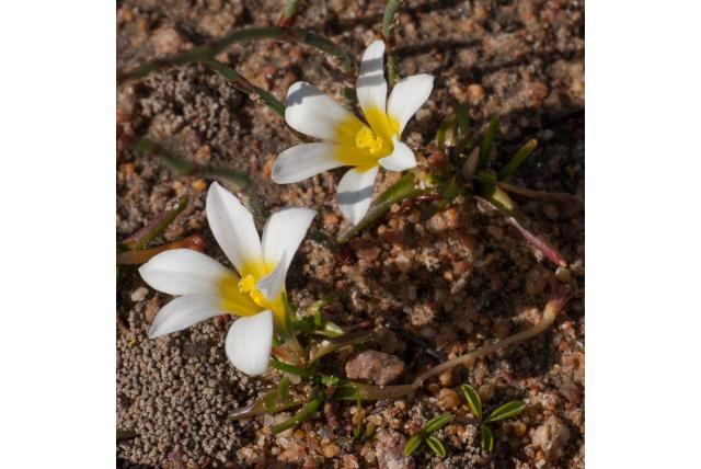 Hoekige moraea