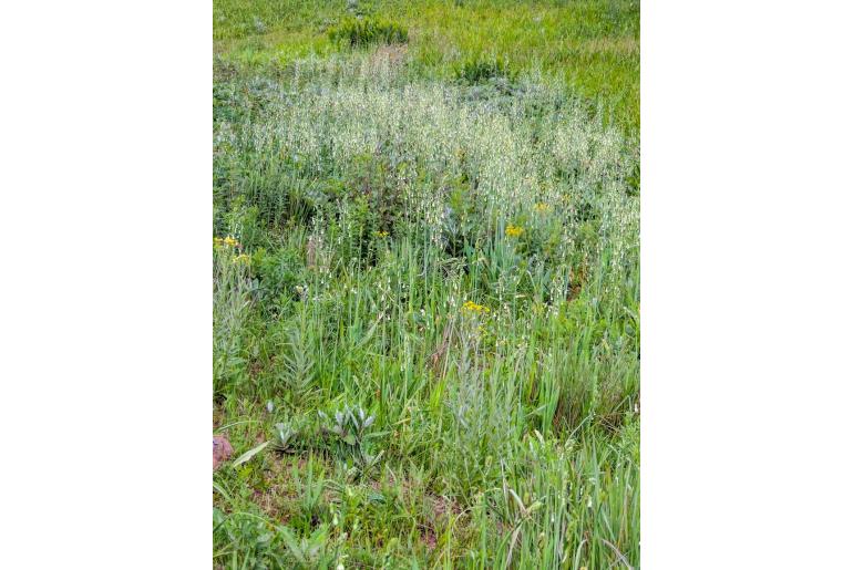 Ornithogalum princeps 15097