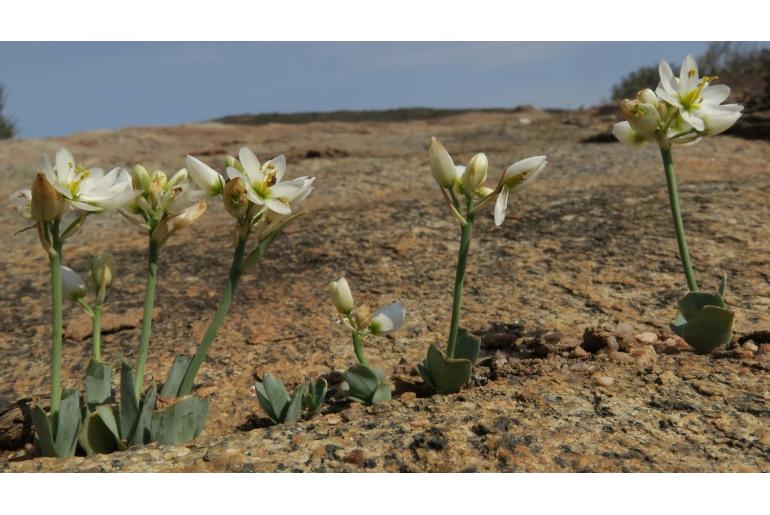 Ornithogalum pruinosum 15098