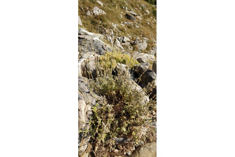 Nepeta camphorata -15101