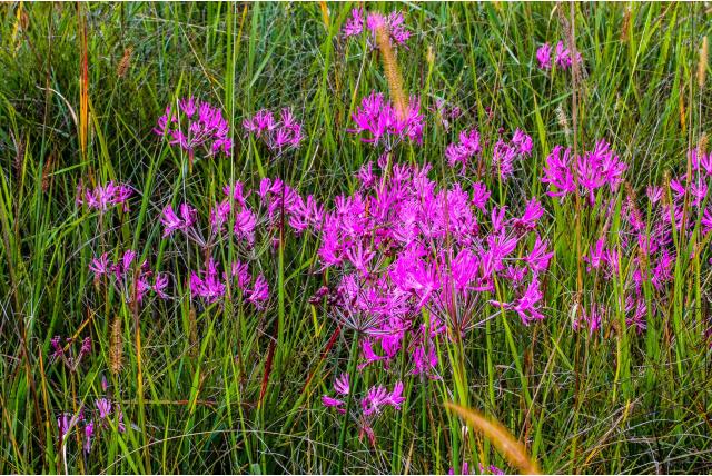 Klein-aanhangsel nerine