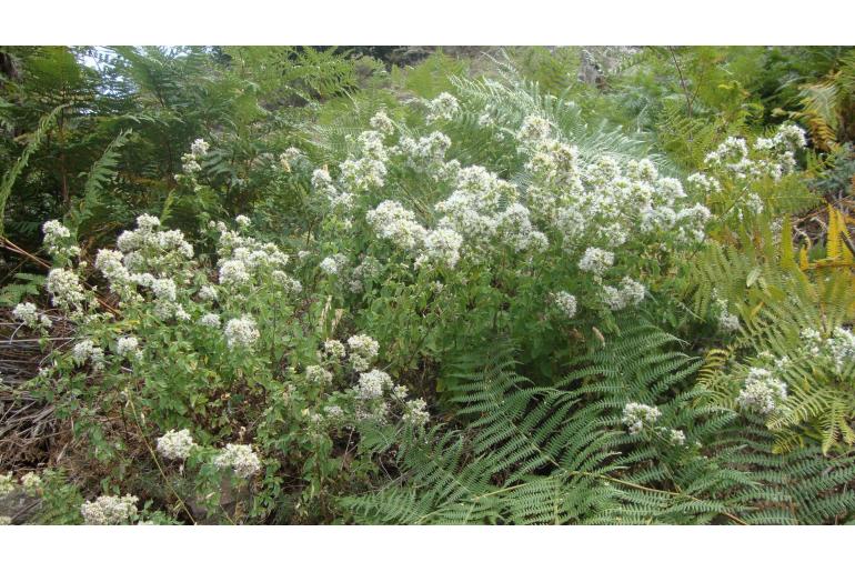 Origanum vulgare ssp viridulum -15105