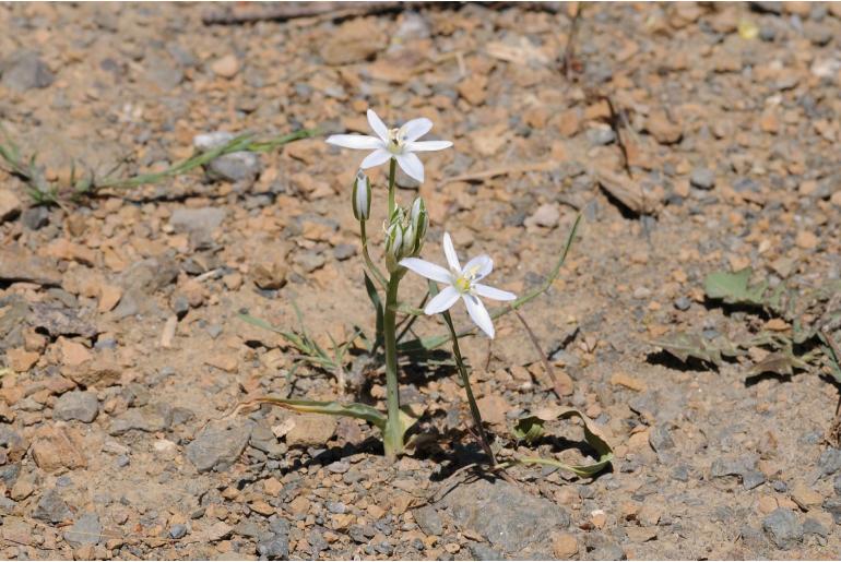 Ornithogalum oligophyllum 15106