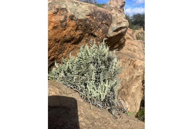 Newberry's myriopteris