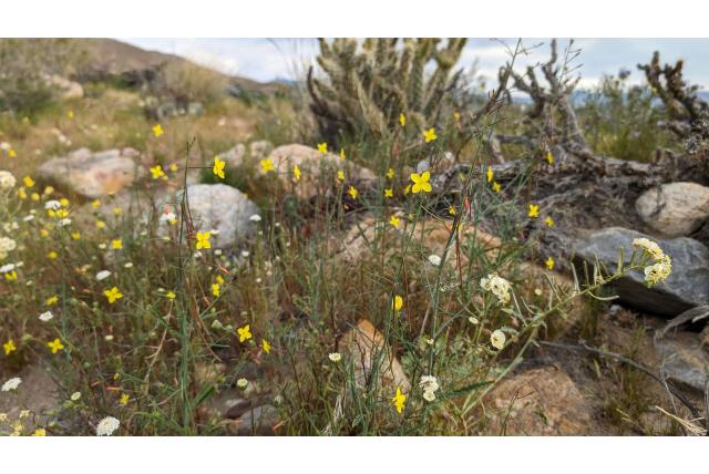 Californische teunisbloem