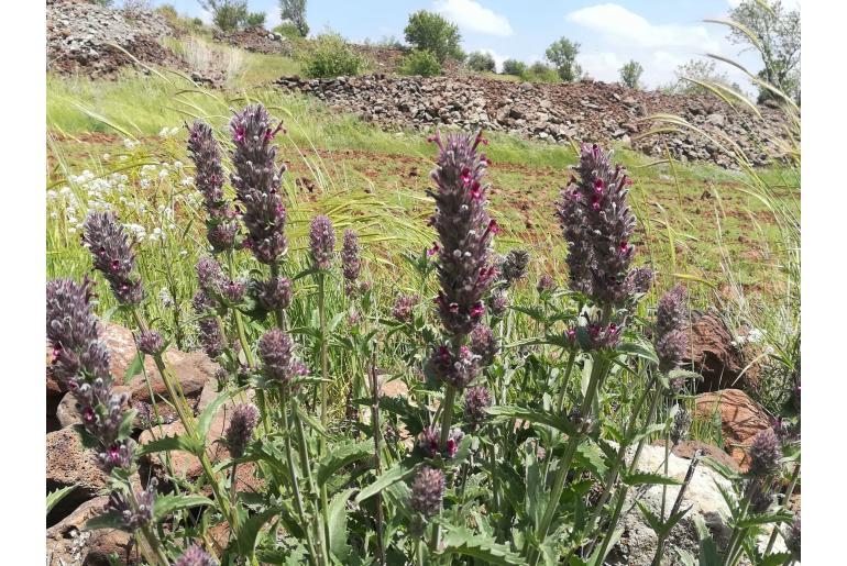 Nepeta trachonitica 15116