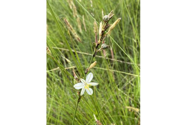 Gestreept blad graslelie