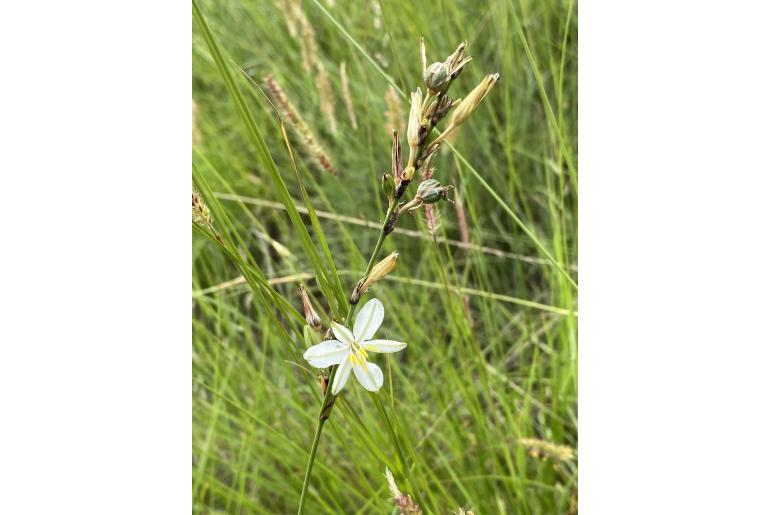 Chlorophytum fasciculatum&nbsp;15118