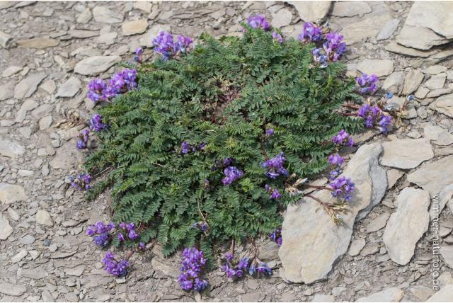 Jacquin's oxytropis