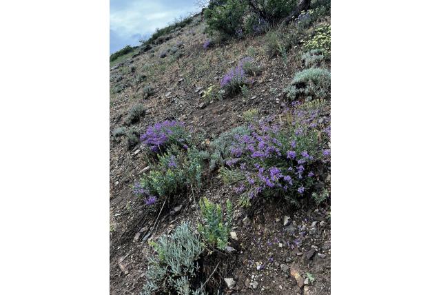Breedbladige penstemon
