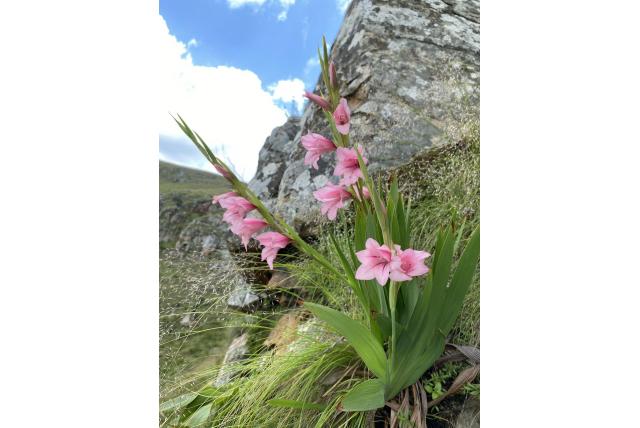 Lunsklio Waterval gladiolus Lunsklio Waterval gladiolus