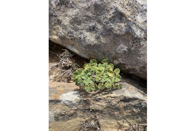 Worcester geranium