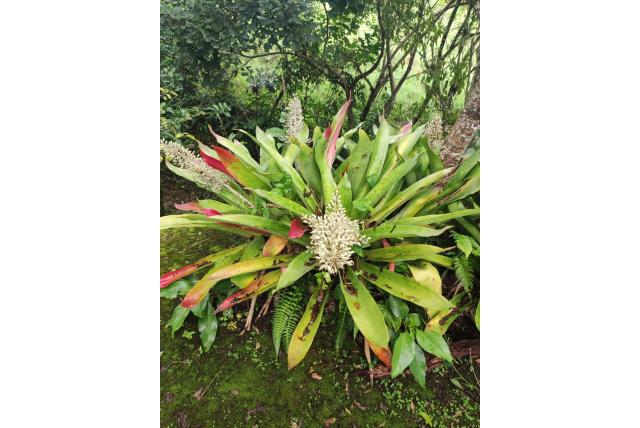 Mexico tillandsia