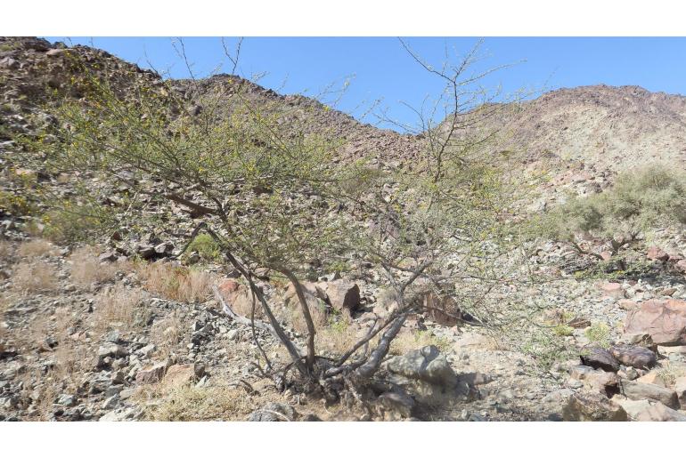 Vachellia flava -15154
