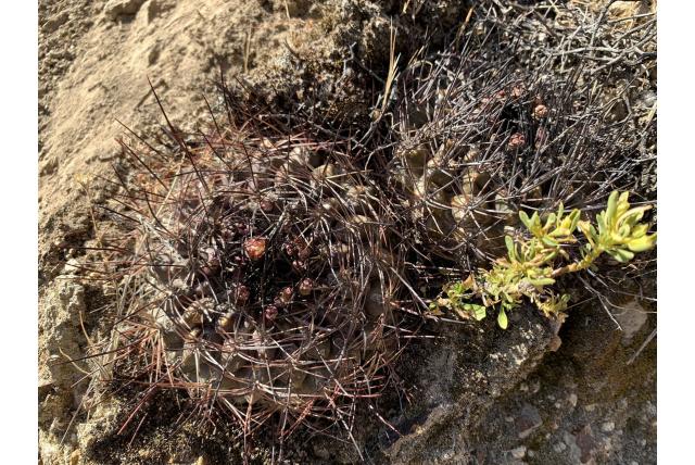 Chileense Neowerdermannia