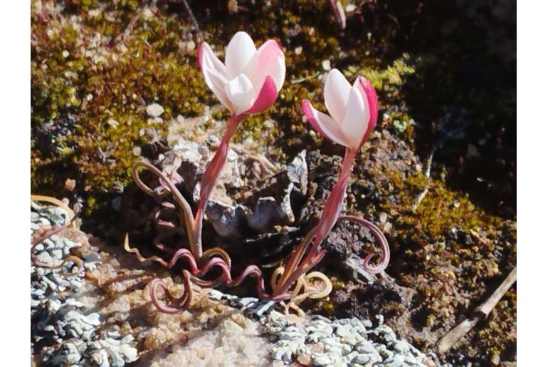 Hesperantha lithicola&nbsp;15166