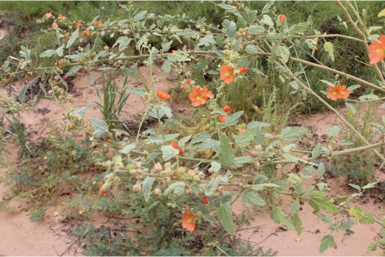 Sphaeralcea incana -15167