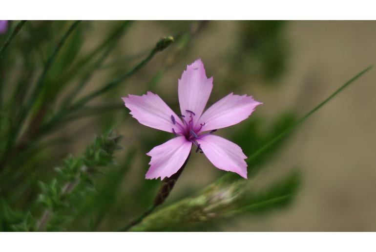 Dianthus crenatus&nbsp;15168