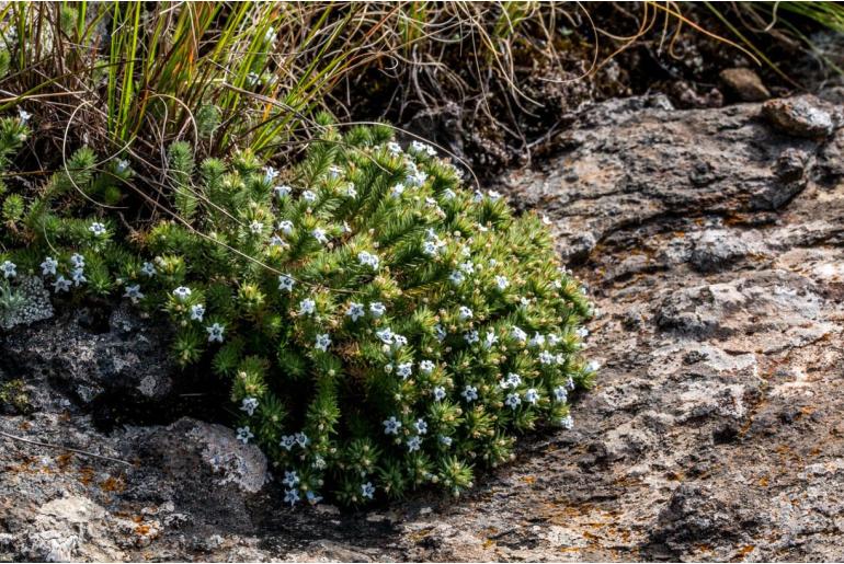 Wahlenbergia lycopodioides 15169