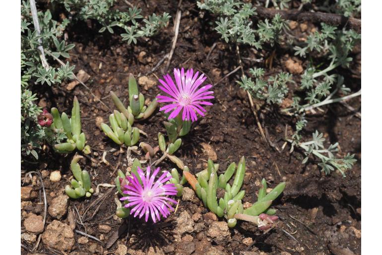 Delosperma scabripes&nbsp;15176