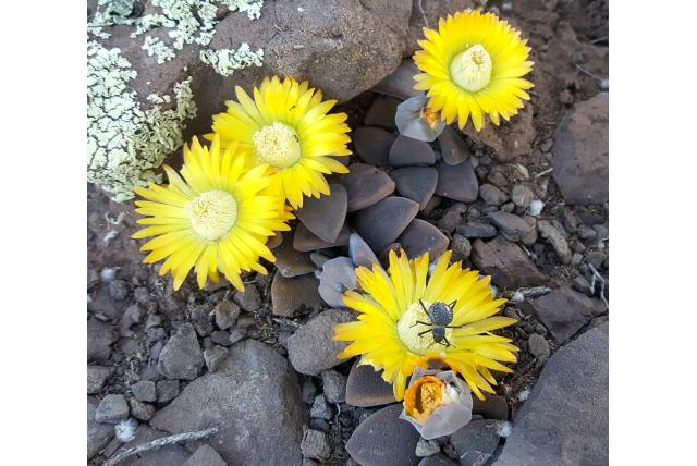 Thudichum's deilanthe