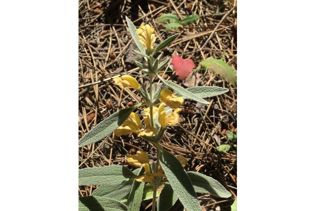 Armeense phlomis