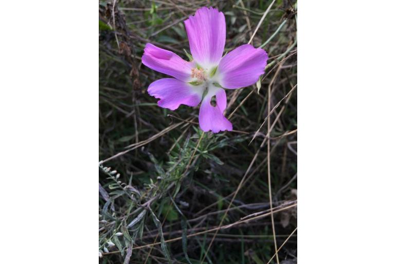 Callirhoe involucrata var tenuissima -15199