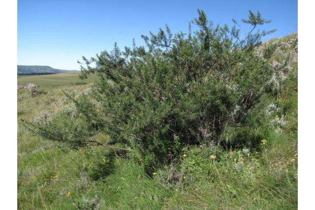 Haarloze psoralea