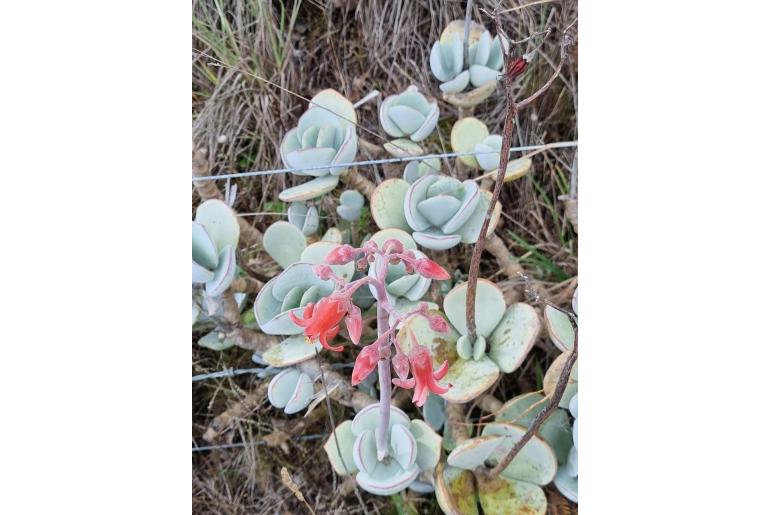 Cotyledon orbiculata 'Powdery White' 15208
