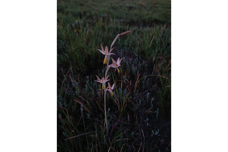 Hesperantha longicollis&nbsp;15212