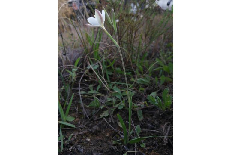 Hesperantha longituba&nbsp;15213