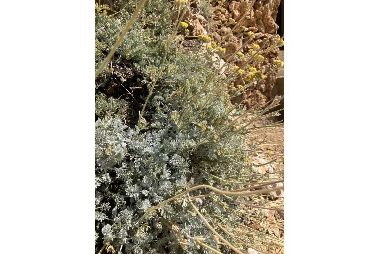 Tanacetum argenteum -15224