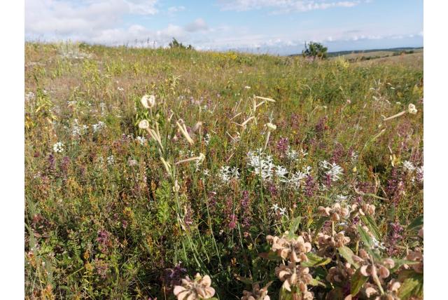 Bupleurum-achtige silene
